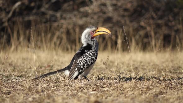 Yellow Billed Hornbill