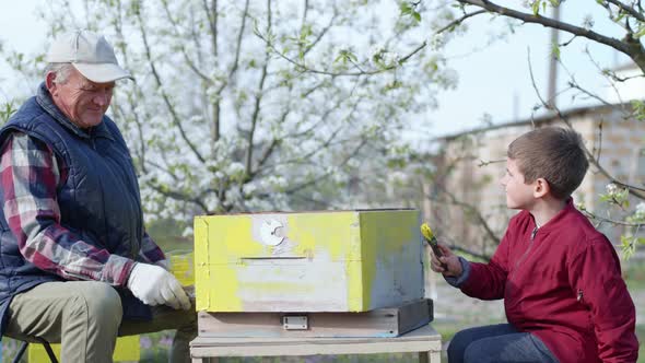 Male Child Helps His Beloved Grandfather Prepare Old Beehives for Bees, an Elderly Man and Boy Paint