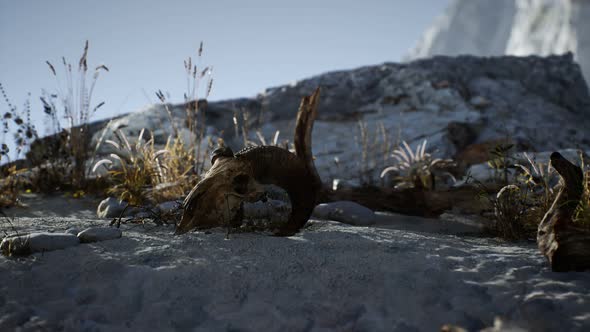 Skull of a Dead Ram in the Desert