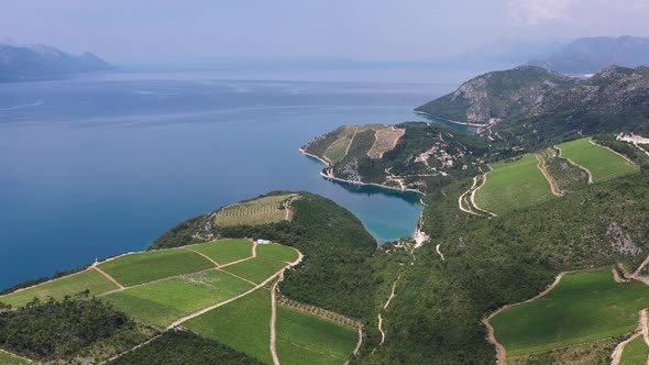 Aerial landscape. Air view of the vineyard. Agricultural landscape from the drone.