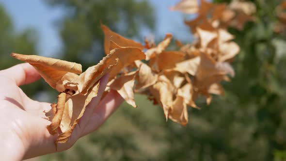 Female Hands Touching a Branch with Withered Dry Leaves in Rays of Sunlight