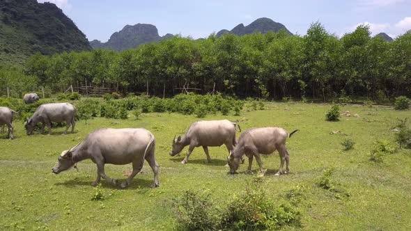 Buffaloes Walk and Eat Grass in Field on Day Upper View