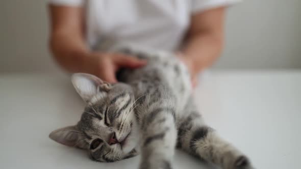 Female Hands Hold a Gray Kitten and Strokes It