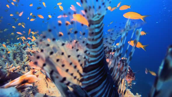 Red Sea Lionfish