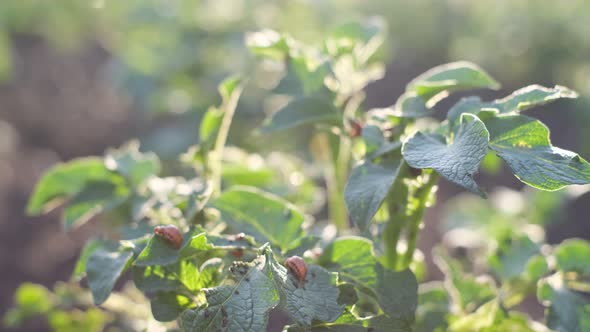 Colorado Potato Beetles Eat Green Potato Leaves the Pest Beetle Destroys Potato Crops