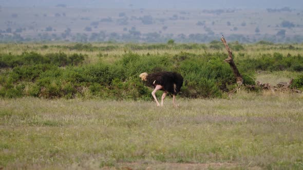 Ostrich Grazing In The African Savanna Wildlife