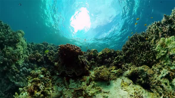 Coral Reef with Fish Underwater