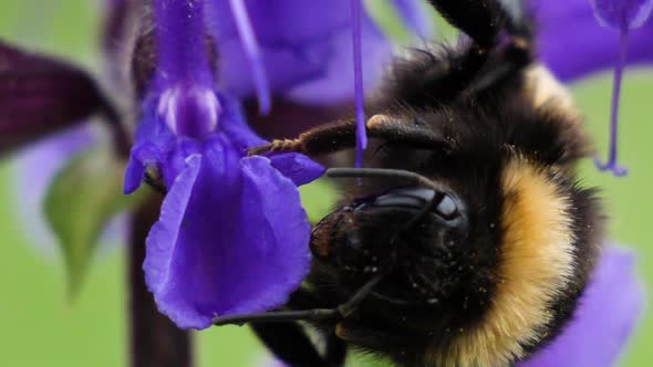 Macro shot of a bumblebee hanging on a purple flower in slow motion