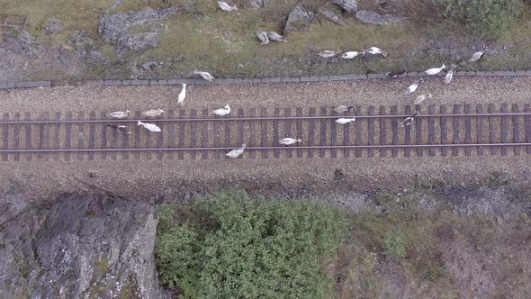 Animals Walking Along a Railway Track Endangering Oncoming Trains