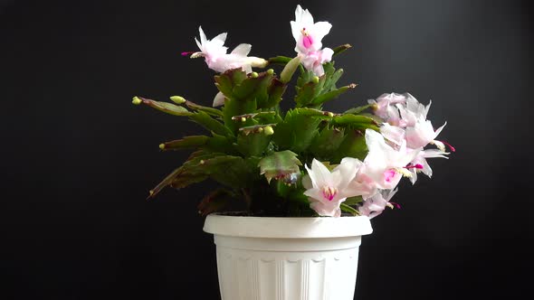 Schlumbergera truncata