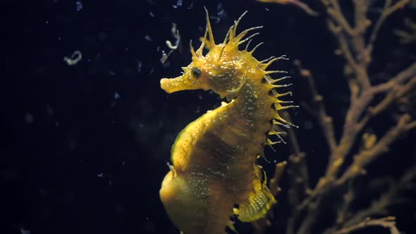 Seahorse Gutulatus giving birth in middle 