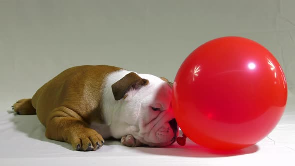 bulldog puppy bats his balloon away cute and funny 4k