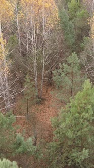 Vertical Video of a Beautiful Forest in the Afternoon Aerial View