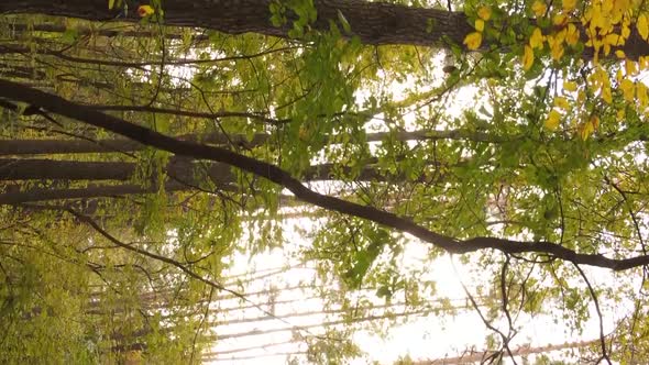 Vertical Video of an Autumn Forest During the Day in Ukraine