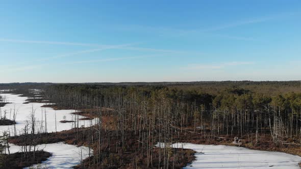 Beautiful aerial view of frozen swamp lake and  forest with dead trees in Cena Mire Nature Preserve