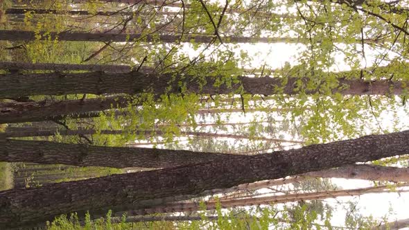 Vertical Video Autumn Forest with Trees in Ukraine Slow Motion