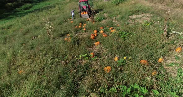 Aerial dolly move to the right of tractor in field with bin on front as farmhand collects pumpkins a