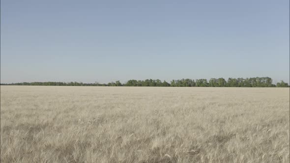 Top View of a Wheatfield