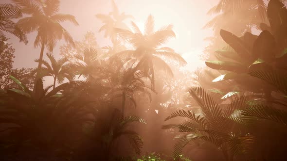 Sunset Beams Through Palm Trees