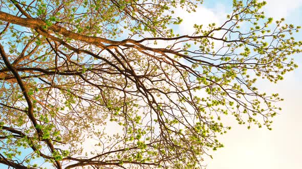 Branches Of The Trees In Spring