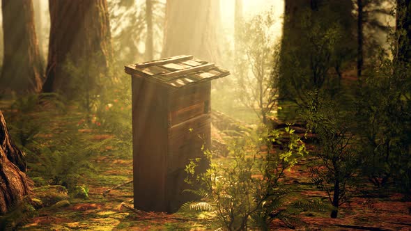 Old Wooden Beehive in Forest in Fog