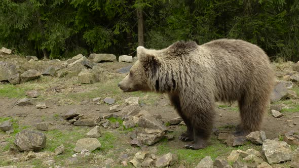 A Big Brown Bear in the Forest