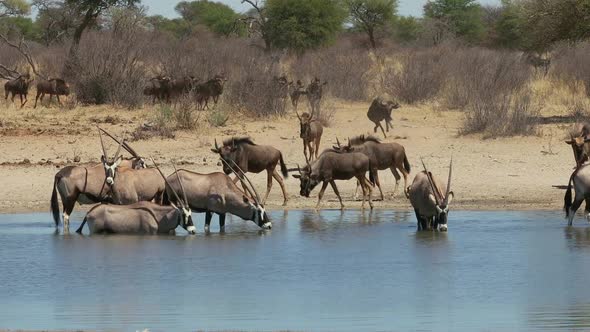 Gemsbok Antelopes And Blue Wildebeest Drinking At A Waterhole