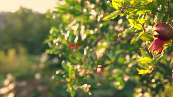 Green Growing Pomegranate Fruit in the Rays of the Sun