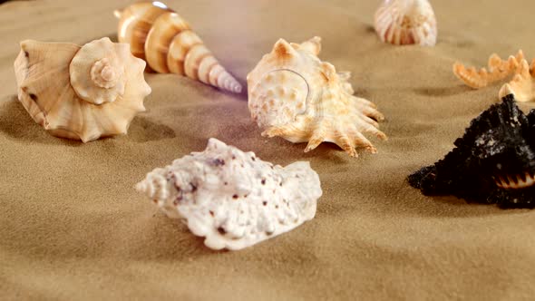 Side of Different Sea Shellsand Starfish on Beach Sand, Black, Rotation