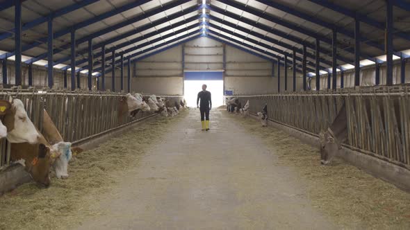 Dairy cow farm. Modern farmer.