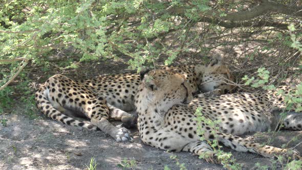 Cheetah couple resting under bushes