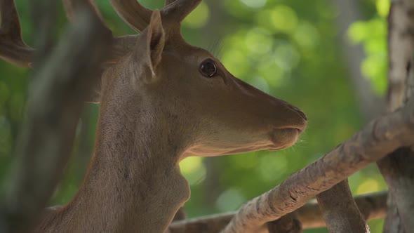 Elegant Deer with Brown Fur Chews Grass and Looks Around