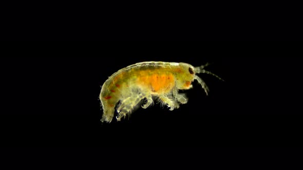 Amphipoda Micruropus Sp. Under the Microscope, of the Family Micruropodidae. Endemic