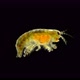 Amphipoda Micruropus Sp. Under the Microscope, of the Family Micruropodidae. Endemic - VideoHive Item for Sale