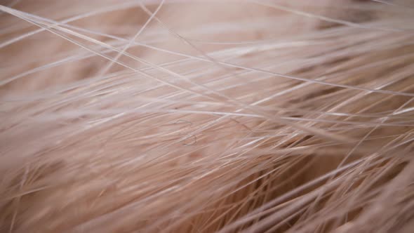 Synthetic Light Beige Hair Texture As Background Macro