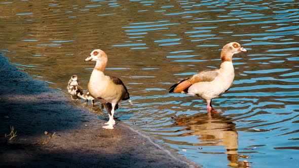 Adult Egyptian Geese walking on river edge with their cute goslings