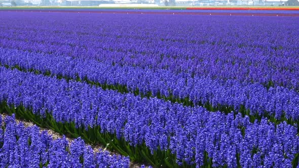 Spring Flower Field At The Netherlands 