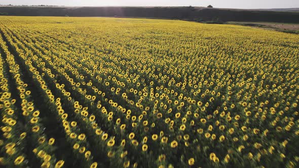 A Field of Ripe Sunflowers