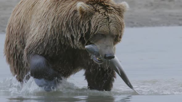 HD Grizzly Bear Eating Fresh Caught Salmon