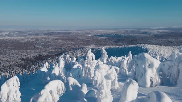 Horizonless Forest and Frozen Trees Covered with Snow on Clear Sunny Day in Winter