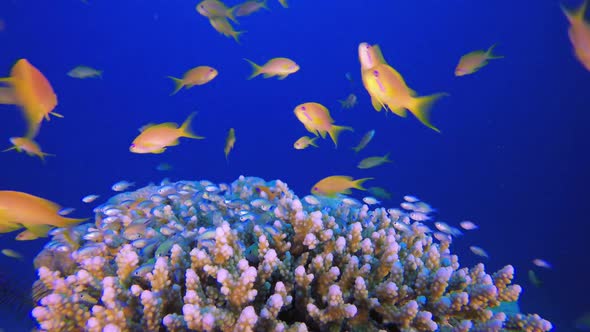 Colorful Tropical Fishes Seascape