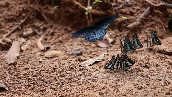 panning shot Group of The Common Jay butterfly on the ground