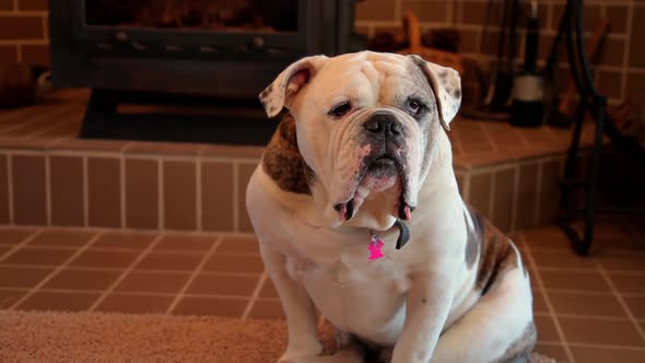 Olde English Bulldog in front of a wood stove.
