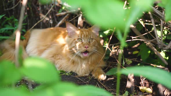 Big Ginger Cat Sitting in the Garden Bush