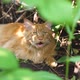 Big Ginger Cat Sitting in the Garden Bush - VideoHive Item for Sale