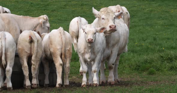 Charolais Cattle, a French Breed, Herd, Normandy in France, Slow motion 4K