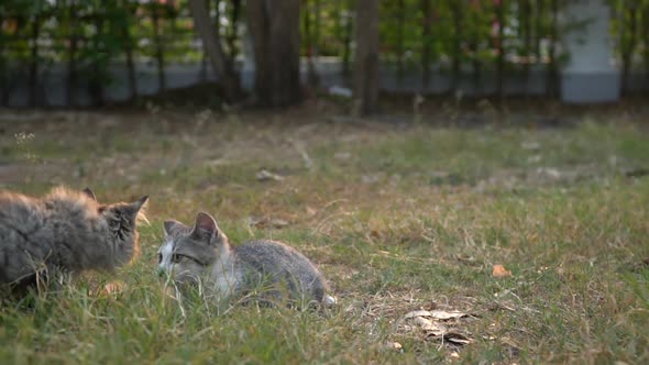 Two Kitten Playing In The Garden Together On Summer Day