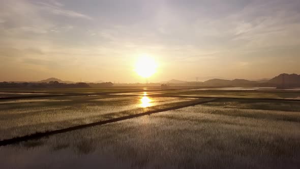 Fly over paddy field during sunrise / Videohive