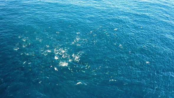 Sardine run, common dolphins use teamwork to hunt fish, aerial shot