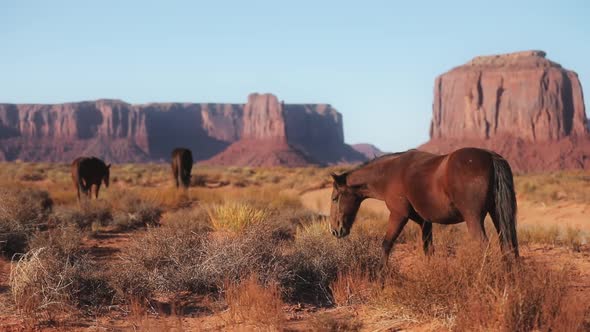 Herd of Wild Mustang Horses Pasture on Meadows in Monument Valley Arizona USA